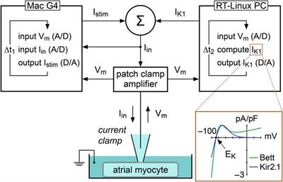 Patch-Clamp Recordings of Action Potentials From Human Atrial Myocytes: Optimization Through Dynamic Clamp